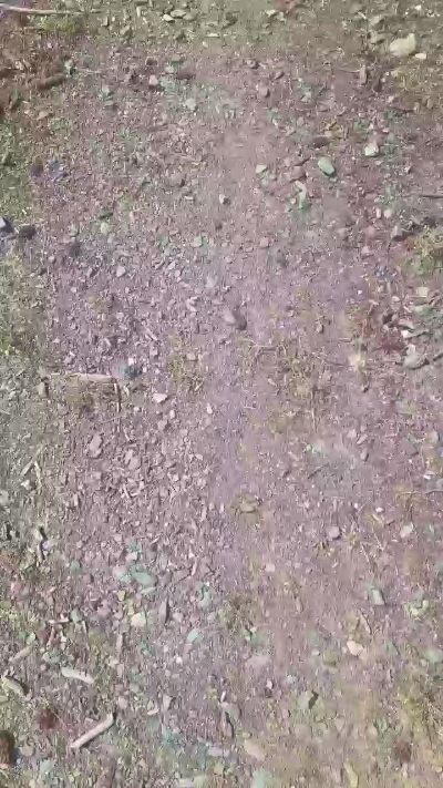 Backwoodsdude's Profile
